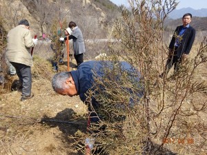 万里の長城付近での植林活動